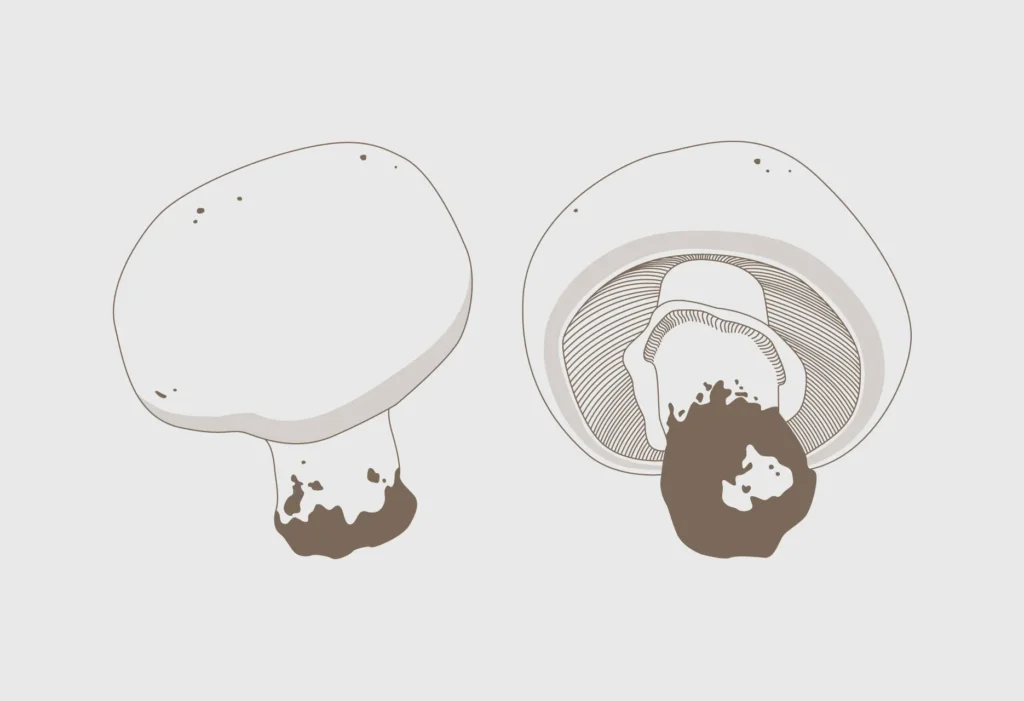 Ilustraciones de la guía Tierras de Berlanga