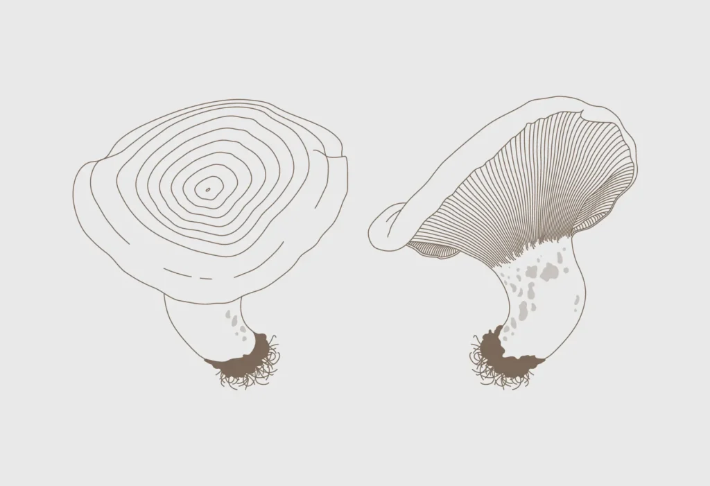 Ilustraciones de la guía Tierras de Berlanga